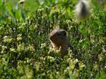 Ground Squirrel
